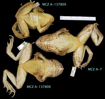 Media type: image; Herpetology A-137809